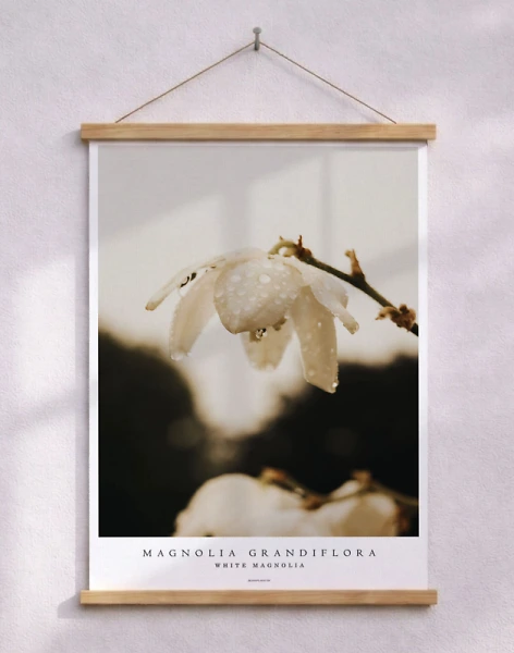 Fotoaffisch - White magnolia