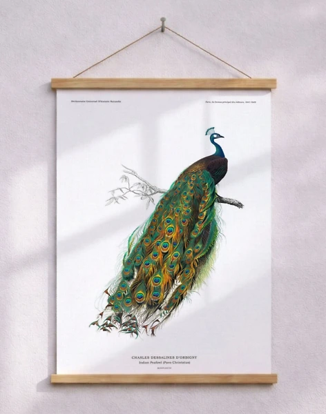 Affisch med påfågel – gammal illustration ur en uppslagsbok